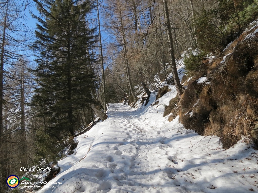 01 Il sentiero nel bosco.JPG